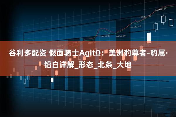 谷利多配资 假面骑士AgitΩ：美洲豹尊者-豹属·铅白详解_形态_北条_大地